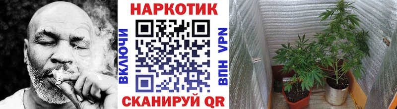 Канабис Павловский Посад